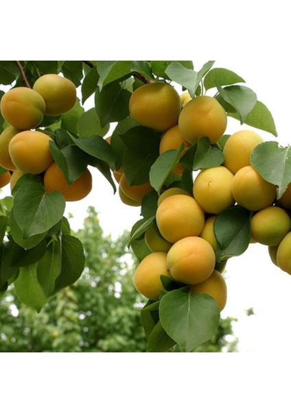 Vitillo Kayısı Fidanı ( Aşılı - 2 Yaş ) - Açık Kök - 100-120 cm