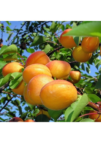 Tokaloğlu Kayısı Fidanı ( Aşılı - 2 Yaş ) - Açık Kök - 100-120 cm