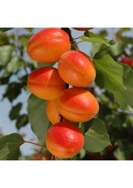 Perfect Red Kayısı Fidanı ( Aşılı - 2 Yaş ) - Açık Kök - 100-120 cm