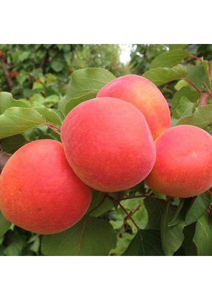 Memphis Kayısı Fidanı ( Aşılı - 2 Yaş ) - Açık Kök - 100-120 cm