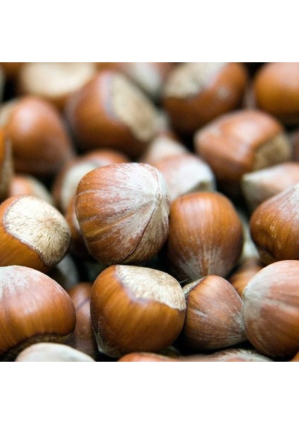 Giresun Fındık Fidanı ( Açık Kök ) 50-100 cm