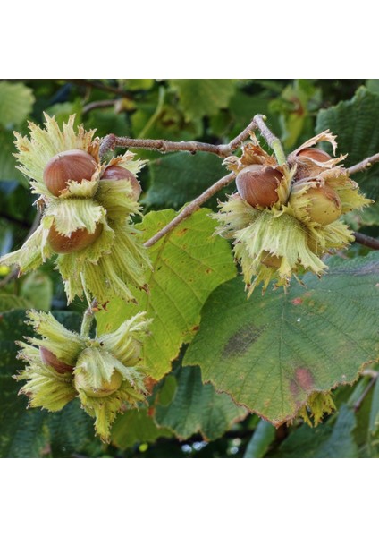 Foşa Fındık Fidanı ( Açık Kök ) 50-100 cm