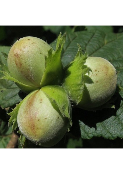 Palaz Fındık Fidanı ( Açık Kök ) 50-100 cm