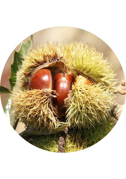 Hacı Ömer Kestane Fidanı ( 2 Yaş - Açık Kök)