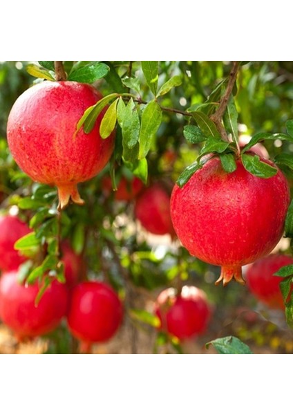 Hicaz Nar Fidanı ( Açık Kök ) 70-100 cm