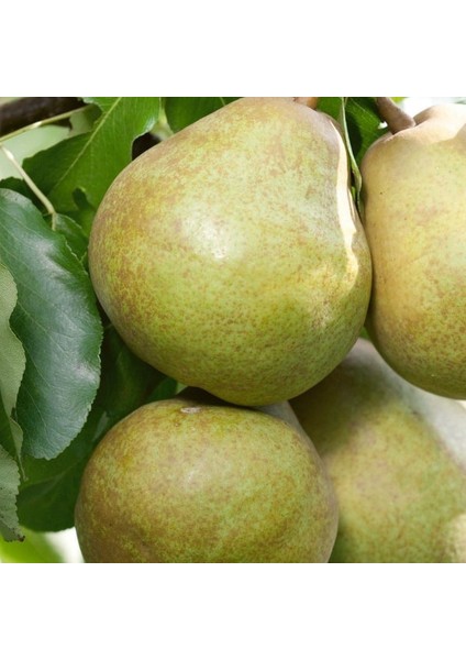 Ankara Armut Fidanı ( Aşılı - 2 Yaş ) - Açık Kök - 100-120 cm