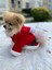 Kedi Köpek Kıyafetleri Yılbaşı Noel Kostüm Elbise 3