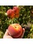 O Henry Şeftali Fidanı ( Aşılı - 2 Yaş ) - Açık Kök - 100-120 cm 1