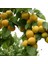 Vitillo Kayısı Fidanı ( Aşılı - 2 Yaş ) - Açık Kök - 100-120 cm 1