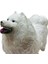 Soft Köpekler - Samoyed Cinsi Köpek  - E013 4