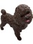 Soft Köpekler - Poodle Cinsi Köpek - E013 3