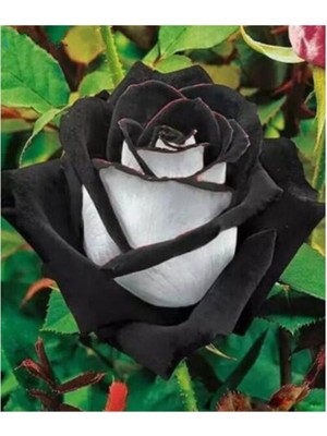 YAYLA TARIM 3 Adet Gül Fidanı ( Siyah Beyaz ) Açık Kök 2 Yaşında .40 Cm