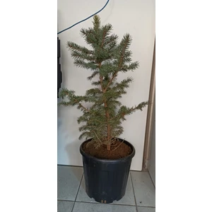 Mavi Ladin Çam Fidanı