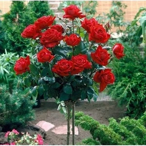 YAYLA TARIM 5 Adet Baston Gül Fidanı Karışık Renk Açık Kök 2 Yaşında .40 Cm