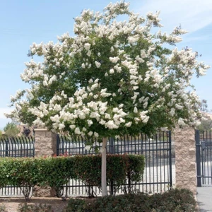 Taşkar Peyzaj Beyaz Oya Ağacı Fidanı  Tüplü 30 - 40 Cm