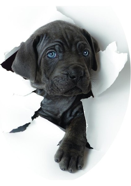Çıkarılabilir Dıy Klozet Duvar Sticker Çıkartmaları Vinil 3D Sanat Kapak Filmi # 8 Sevimli Köpek (Yurt Dışından)