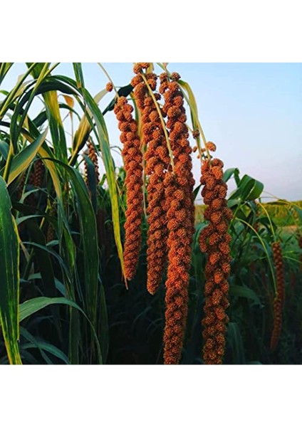 Kızıl Dal Darı 150 gr Taze Yeni Mahsül fiyatları