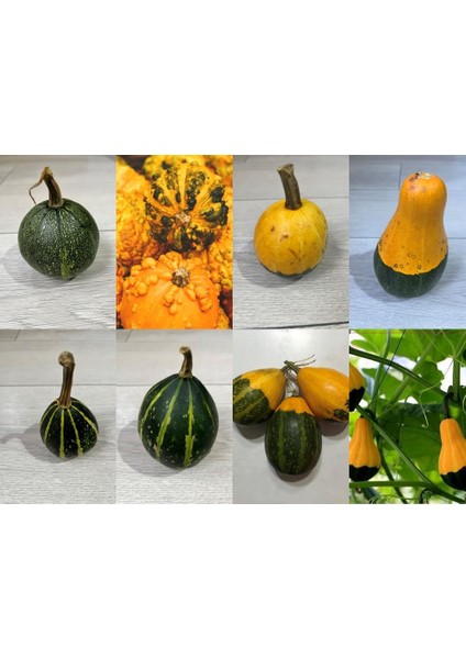 Yerli Karışık Süs Kabağı Tohumu 10 Adet