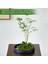 30 Adet Süper Hassas Simülasyon Yosun Köpük Taş Bitki Saç Yosun Topu Sahte Bitki Mini Manzara Bonsai (Yurt Dışından) 2