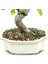 Akadamalı Süper Karışım Bonsai Toprağı TK01 (2 Litre) 3