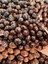 Siyah Iri Sele Zeytin 500 gr 1