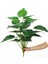 Yapay Çiçek Demet Pothos Yeşil 18DAL 70CM Salon Çiçeği Yapay Bitki 1