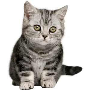 Minik Sevimli Kedi Araba Sitcker Yapıştırması 19CM