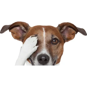 Terrier Sevimli Köpek Sticker Yapıştırma 18CM Model5