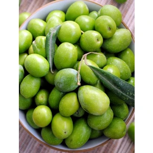 Çermik Fidancılık 3 Adet Gemlik Trilye Zeytin Fidanı Tüplü 2 Yaş