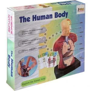 Asya Oyuncak Maket Insan Vücut Seti The Human Body Kare Kutu
