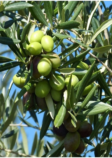 3 Adet Gemlik Trilye Zeytin Fidanı Tüplü 2 Yaş