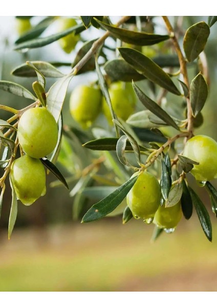 3 Adet Gemlik Trilye Zeytin Fidanı Tüplü 2 Yaş
