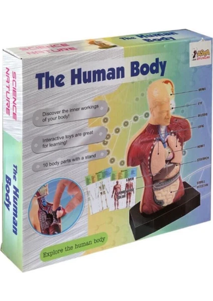 Asya Oyuncak Maket Insan Vücut Seti The Human Body Kare Kutu