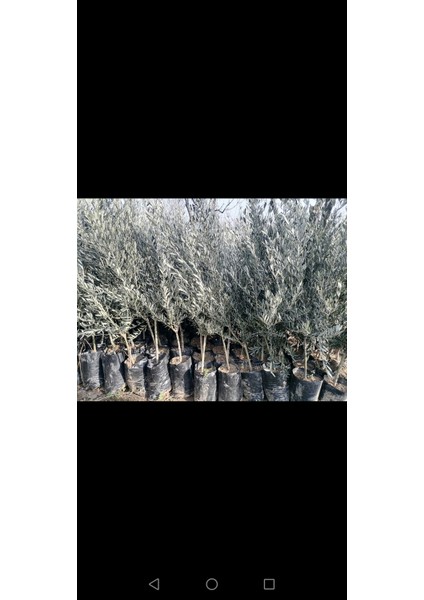 Gemlik Trilye Zeytin