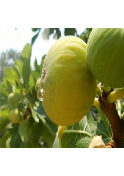 Sarı Lop Yemiş