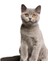 Gri British Shorthair Siyam Kedisi 18 cm Araba Sticker Z1 1