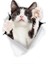 Kedi Oto Araba Sticker Yapıştırması 18CM Renkli 1