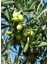 3 Adet Gemlik Trilye Zeytin Fidanı Tüplü 2 Yaş 2