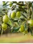 2 Adet Gemlik Trilye Zeytin Fidanı Tüplü 2 Yaş 4
