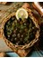 10 Adet Gemlik Trilye Zeytin Fidanı Tüplü 2 Yaş 4
