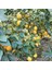 Yediveren (Limon) 1