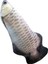 Peluş Oyuncak Gümüş Arowana 40 cm 1