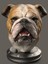 Bulldog Bust - Buldog Büst - 20CM 1