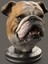 Bulldog Bust - Buldog Büst - 20CM 2