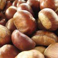 Peyzaj Yağmur Tüplü Fidan Bursa Osmanoğlu Kestane Fidanı