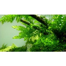 Betta Didyma Willow Moss (Fontinalis Antipyretica) Akvaryum Bitkisi 5x5 Tele Sarılı 10'lu Paket