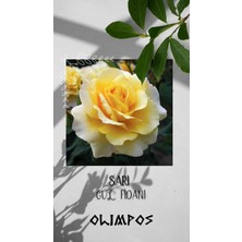 Olimpos Tarım Açık Kök Sarı Aşılı Yediveren Gül Fidanı