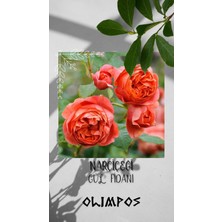 Olimpos Tarım Açık Kök Gül Fidanı Nar Çiçeği Aşılı Gül Fidanı Kokulu Yediveren Sarmaşık