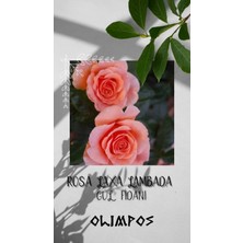 Olimpos Tarım Açık Kök Turuncu Gül Fidanı Rosa Laxa Lambada Ithal