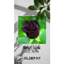 Olimpos Tarım 1 Adet Açık Kök Kırmızı Siyah Gül Fidani